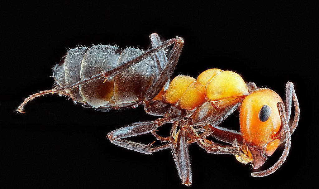 Ant Control service in Arlington Heights, IL