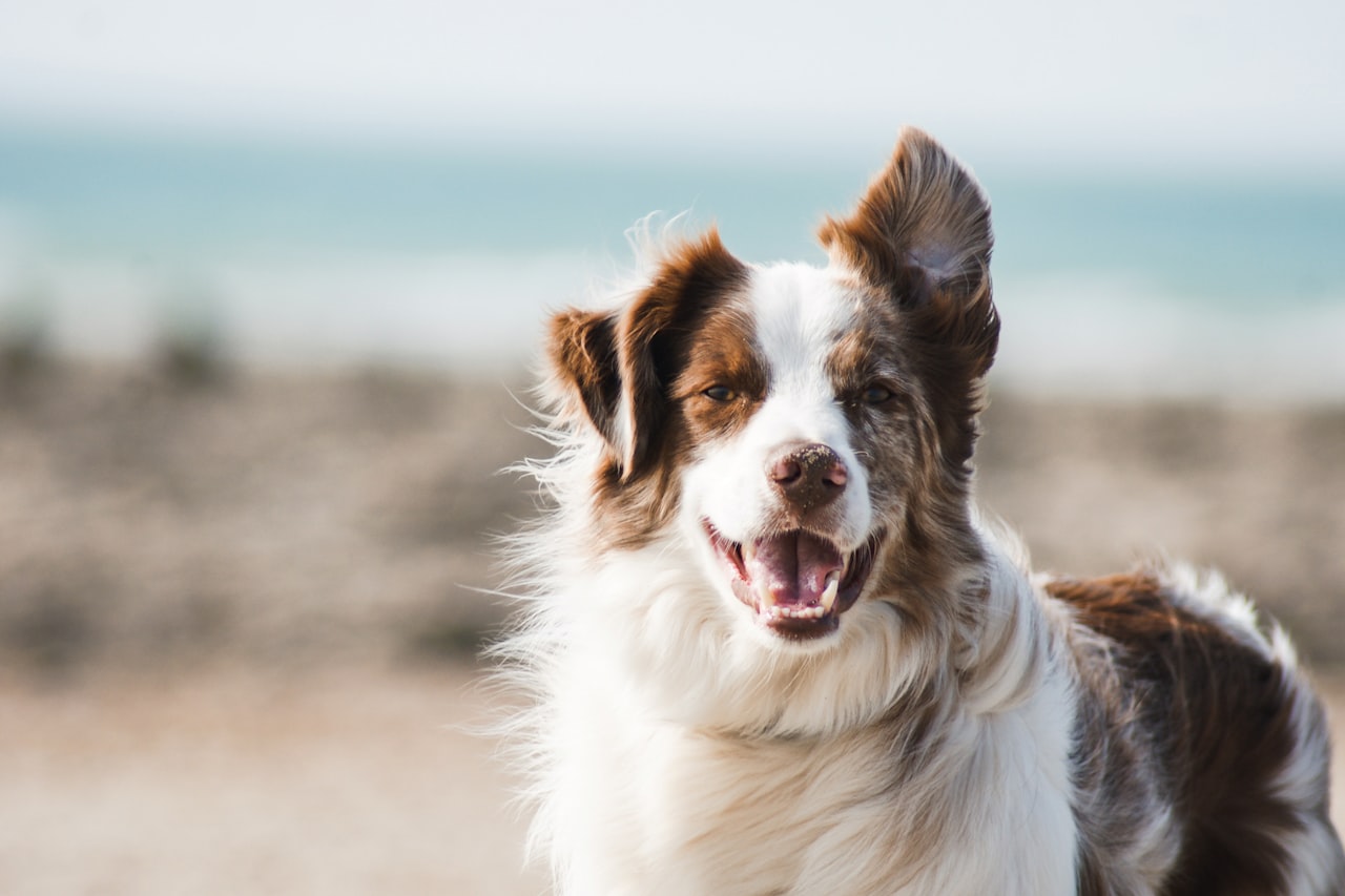 Flea & Tick Control service in Arlington Heights, IL