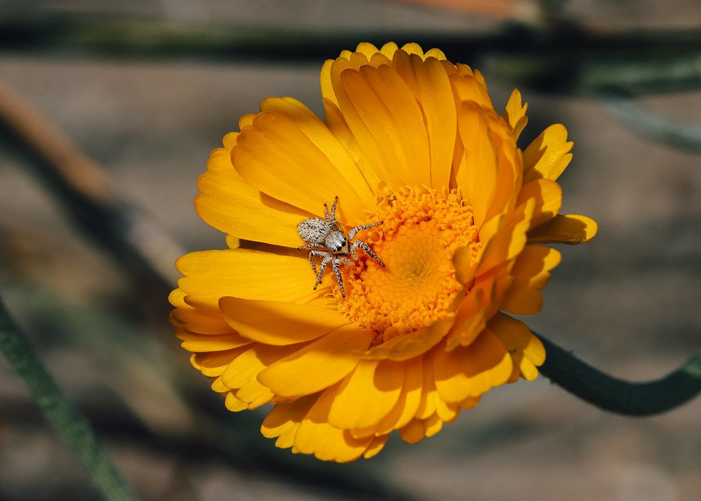 Spider Control service in Arlington Heights, IL